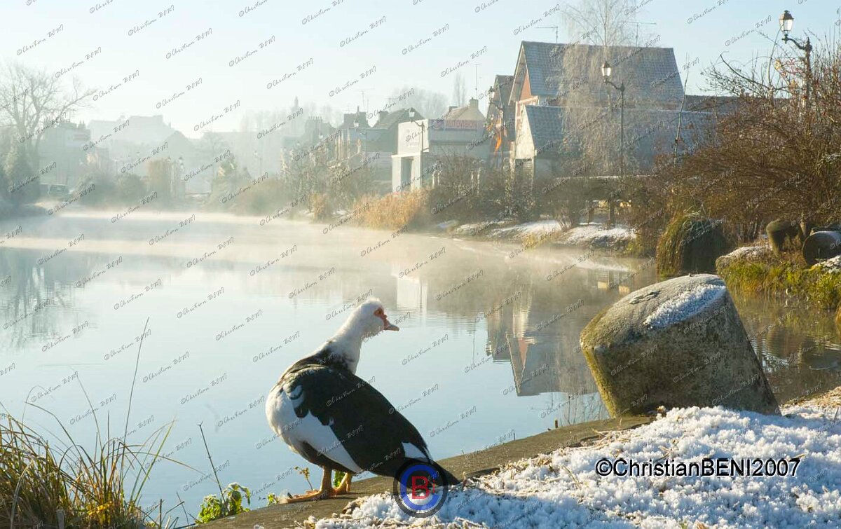 2Froid de canard - Guines decembre 2007-.jpg