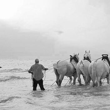 flobarts chevaux