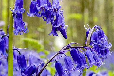 Printemps