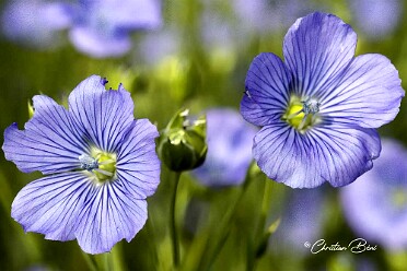 Printemps