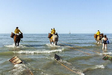 les Chevaux et la Mer